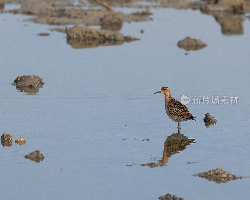 Ruff, Philomachus pugnax，站在池塘里